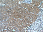 PRMT5 Antibody in Immunohistochemistry (Paraffin) (IHC (P))