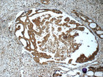 PRMT5 Antibody in Immunohistochemistry (Paraffin) (IHC (P))