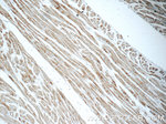 UQCRFS1 Antibody in Immunohistochemistry (Paraffin) (IHC (P))