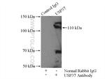 USP37 Antibody in Immunoprecipitation (IP)