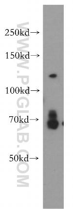 USP37 Antibody in Western Blot (WB)