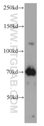 USP37 Antibody in Western Blot (WB)