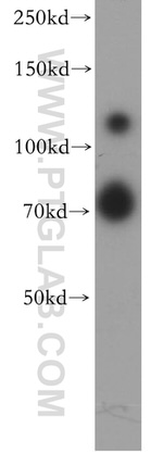 USP37 Antibody in Western Blot (WB)