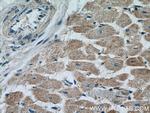 PPIF Antibody in Immunohistochemistry (Paraffin) (IHC (P))