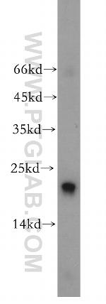 PPIF Antibody in Western Blot (WB)