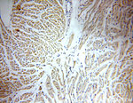 PPIF Antibody in Immunohistochemistry (Paraffin) (IHC (P))