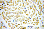 PPIF Antibody in Immunohistochemistry (Paraffin) (IHC (P))