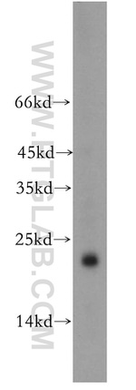 PPIF Antibody in Western Blot (WB)