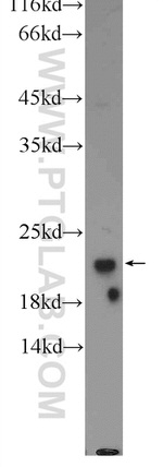 PPIF Antibody in Western Blot (WB)