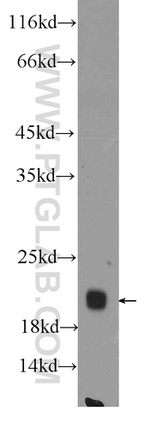 PPIF Antibody in Western Blot (WB)