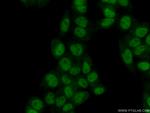 PIAS4 Antibody in Immunocytochemistry (ICC/IF)