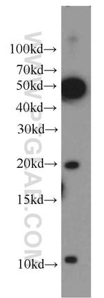 ID1 Antibody in Western Blot (WB)