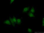 XRCC3 Antibody in Immunocytochemistry (ICC/IF)