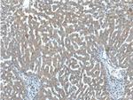 IGFBP4 Antibody in Immunohistochemistry (Paraffin) (IHC (P))