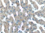 IGFBP4 Antibody in Immunohistochemistry (Paraffin) (IHC (P))