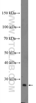 IGFBP4 Antibody in Western Blot (WB)