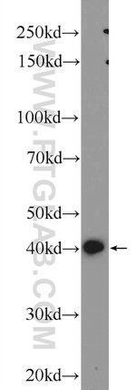 IGFBP4 Antibody in Western Blot (WB)