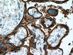 PLAP Antibody in Immunohistochemistry (Paraffin) (IHC (P))