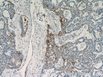 PLAP Antibody in Immunohistochemistry (Paraffin) (IHC (P))