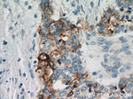 PLAP Antibody in Immunohistochemistry (Paraffin) (IHC (P))