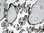 PLAP Antibody in Immunohistochemistry (Paraffin) (IHC (P))