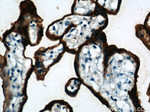 PLAP Antibody in Immunohistochemistry (Paraffin) (IHC (P))