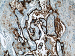 PLAP Antibody in Immunohistochemistry (Paraffin) (IHC (P))