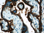 PLAP Antibody in Immunohistochemistry (Paraffin) (IHC (P))