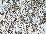 PLAP Antibody in Immunohistochemistry (Paraffin) (IHC (P))