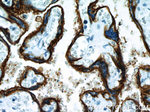 PLAP Antibody in Immunohistochemistry (Paraffin) (IHC (P))