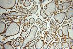 PLAP Antibody in Immunohistochemistry (Paraffin) (IHC (P))