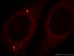 PRUNE Antibody in Immunocytochemistry (ICC/IF)