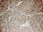 PRUNE Antibody in Immunohistochemistry (Paraffin) (IHC (P))