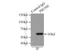 PRUNE Antibody in Immunoprecipitation (IP)