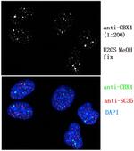 CBX4 Antibody in Immunocytochemistry (ICC/IF)