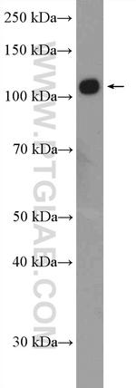 iASPP Antibody in Western Blot (WB)