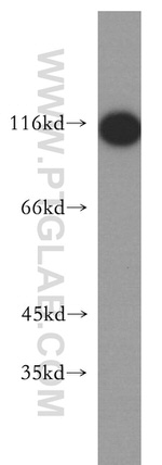 iASPP Antibody in Western Blot (WB)