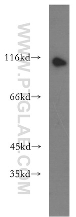 iASPP Antibody in Western Blot (WB)