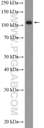 iASPP Antibody in Western Blot (WB)