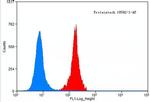 FOXO1 Antibody in Flow Cytometry (Flow)