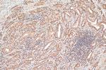 FOXO1 Antibody in Immunohistochemistry (Paraffin) (IHC (P))