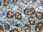 NR5A1 Antibody in Immunohistochemistry (Paraffin) (IHC (P))