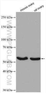 NR5A1 Antibody in Western Blot (WB)