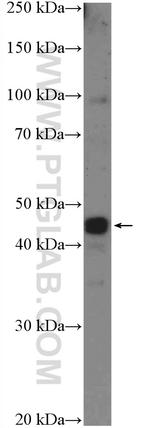 ISL2 Antibody in Western Blot (WB)