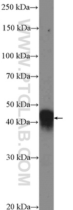 ISL2 Antibody in Western Blot (WB)