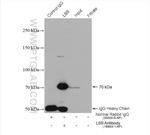 LSS Antibody in Immunoprecipitation (IP)