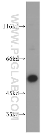 BRK Antibody in Western Blot (WB)