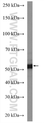 BRK Antibody in Western Blot (WB)