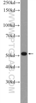 BRK Antibody in Western Blot (WB)