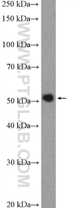 BRK Antibody in Western Blot (WB)